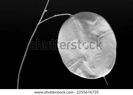 artistic photographs of the lunaria plant, in black and white, silver plant, ornamental plant.Texture