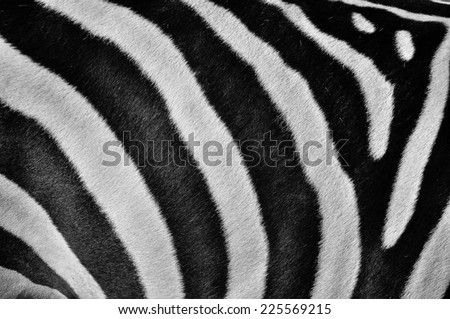 zebra skin texture for backgrounds.