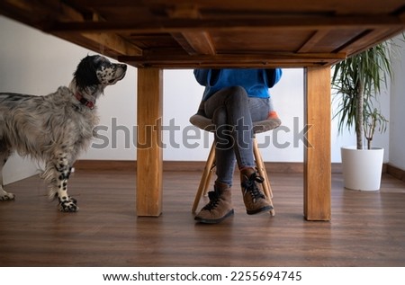 View under the table of a Caucasian brunette woman working at home on her laptop while her dog looks at her. Home work and pet concept.
