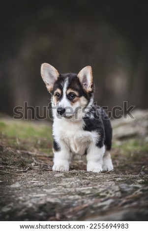 
little corgi puppy in the forest