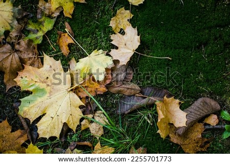 Fallen autumn leaves lie on the damp green moss in the forest.  