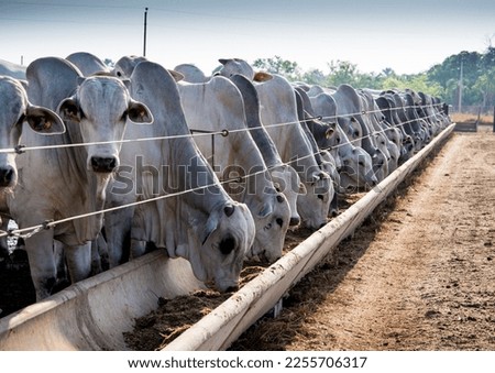 Brahman cattle feeding in pallet inside the feedlot range Royalty-Free Stock Photo #2255706317