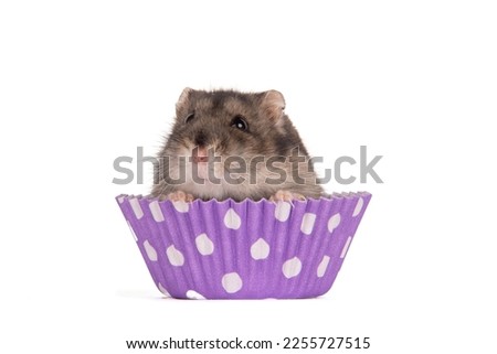 Cupcake russian hamster. Isolated on white background. Picture taken in Studio.