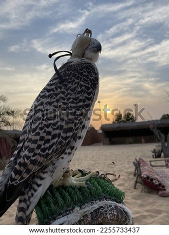 A picture of a falcon in the desert of Abu Dhabi during the beautiful sunset