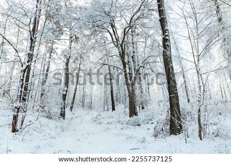 snow covered trees in a winter forest