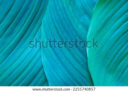 Close-up macro texture bright blue green leave tropical forest plant spathiphyllum cannifolium in dark nature background.Curve leaf floral botanical abstract desktop wallpaper,website backdrop.