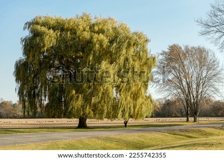 Weeping willow tree and Canada geese feeding in the field in fall Royalty-Free Stock Photo #2255742355