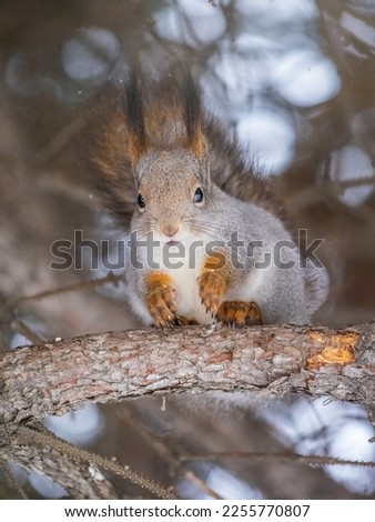 The squirrel sits on a branches without leaves in the winter or autumn. Eurasian red squirrel, Sciurus vulgaris