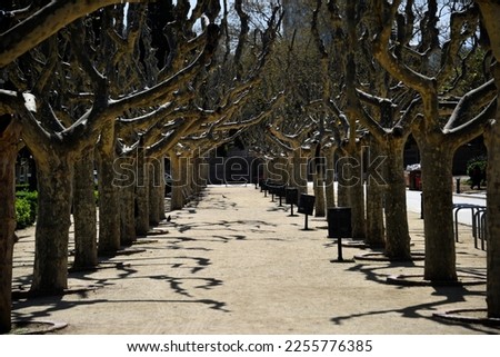 Beautiful lined tree walkway with street light and shadows