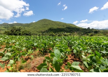 Soy Farming in Africa: A Picture of Progress with Scenic Mountain Horizon