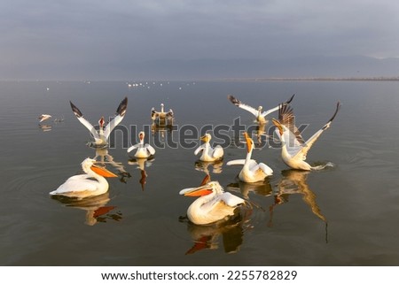 Dalmatian pelicans near Kerkini Lake in northern Greece.