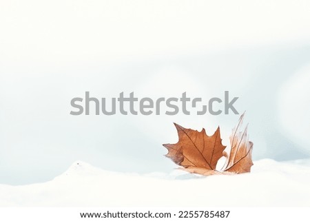 Leaves in the white snow                           