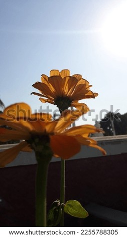A picture of the flower