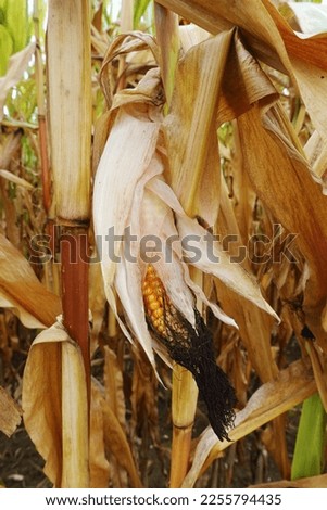  Ripe corn in the field in Southern Germany, Baden-Wuerttemberg                              