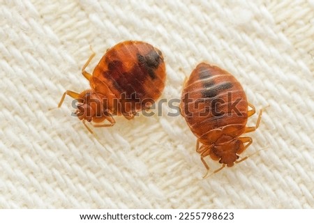 Parasitic bed bugs on the cloth Royalty-Free Stock Photo #2255798623