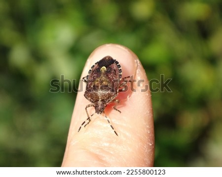Hairy shield bug, sloe bug (Dolycoris baccarum) sitting on the tip of a human finger