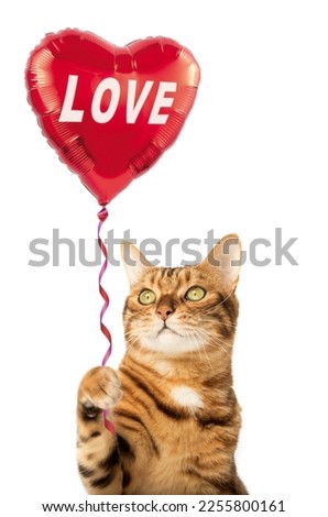 Cute cat holding heart balloon, love card, greeting card, banner Royalty-Free Stock Photo #2255800161