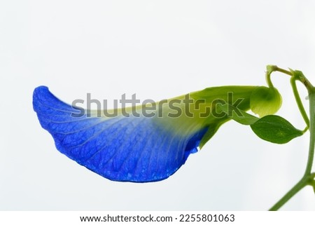 Close up unique shape of Butterfly pea flower on isolated white background. Butterfly pea (Clitoria ternatea) used as a food and herbal medicine. Macro shot and soft focus.