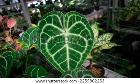 exotic foliage pattern  of Anthurium crystallinum plant growing in the ceramic pot