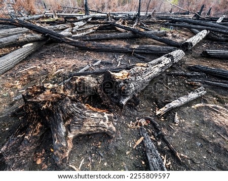 The burnt forest at Hrensko in Bohemia Switzerland park. The burnt out tree trunk and fallen trees over each other.  Royalty-Free Stock Photo #2255809597