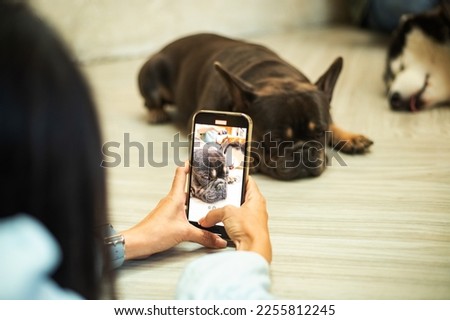 Woman hands holds a smartphone and takes a picture of dog. Pug sleep on the floor and serious face.
