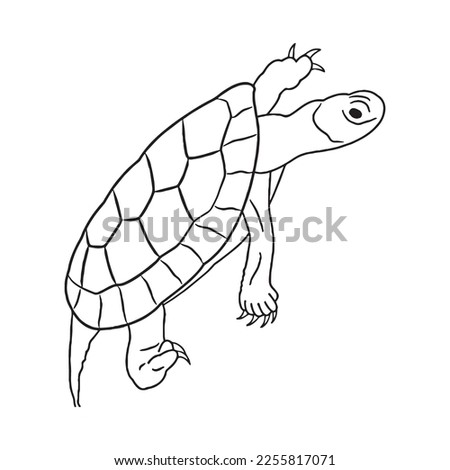 Cute turtle With coloring book pages picture,turtle line art,turtle outline drawing vector illustration,turtle vector art and line drawing