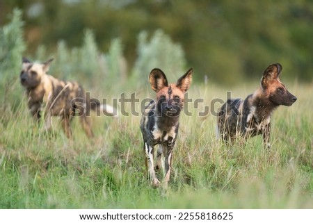 Pack of african wild dogs - Lycaon pictus - walking on ground with green vegetation in background. Photo Kruger National Park in South Africa. Royalty-Free Stock Photo #2255818625