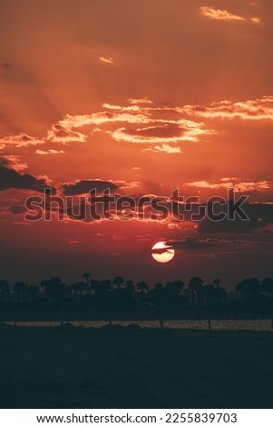 sunset silhouette of palm trees vertical