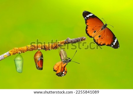 Amazing moment . caterpillar, Large tropical butterfly hatch from the pupa, and emerging with clipping path. Concept transformation of Butterfly Royalty-Free Stock Photo #2255841089