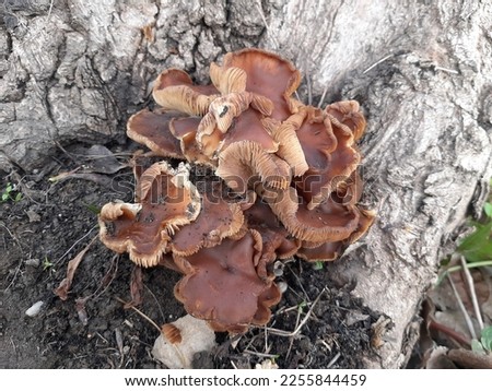 Nature mushrooms in the forest stock photos
