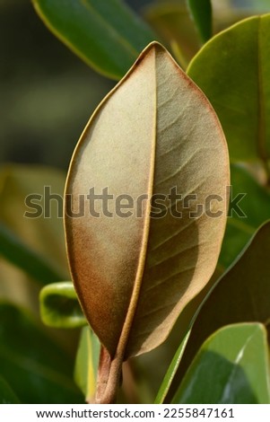 Southern magnolia leaves - Latin name - Magnolia grandiflora
