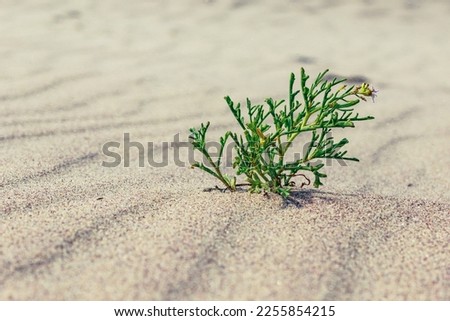 Sea arugula, sea platypus (Cakile maritima) - a species of plant growing on a Polish beach, the Baltic Sea