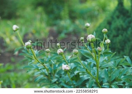 Closed white buds peonies flower on burred background, garden.Summer floral composition. Beautiful blossom.bush of pink double peonies blooms in the garden