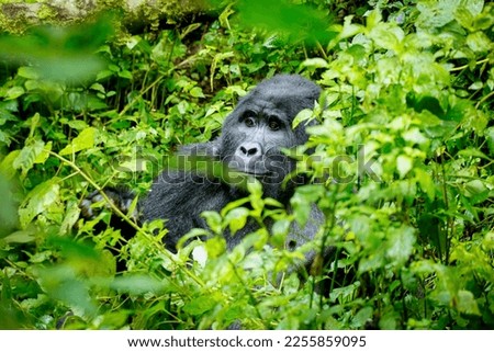 Endangered silverback mountain gorilla in Bwindi Impenetrable Forest, Uganda Royalty-Free Stock Photo #2255859095
