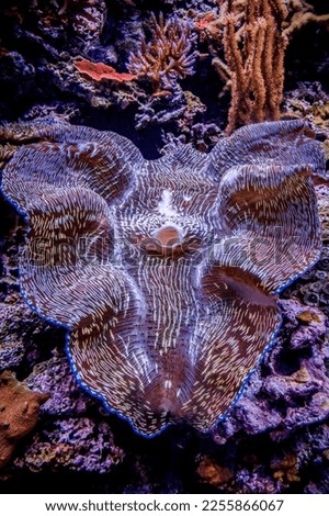 Giant clam and coral in an aquarium
