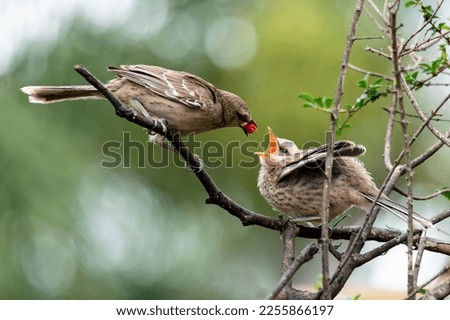 The mother Chalk-browed Mockingbird or Whirlpool feeding her young. It's a typical bird from the south-central region of Brazil. Species Mimus saturninus. Birdwatching. Birding. bird lover.