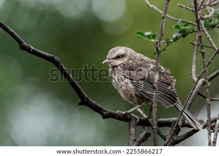 The young Chalk-browed Mockingbird or Sabia-do-campo perched on a tree. It's a typical bird from the south-central region of Brazil. Species Mimus saturninus. Birdwathching. Birding. Bird lover.