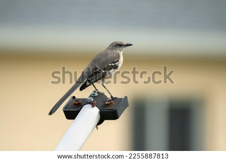 A Northern mockingbird bird perched on a fence pole