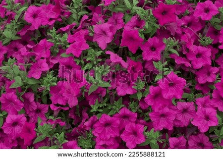 Many beautiful pink petunia flowers outdoors background, closeup