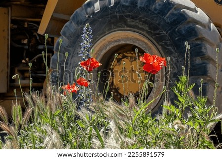 Brutality and gentleness: beautiful spring poppy flowers and grasses grass on the background of a wheel of a powerful construction machine. Man against nature.