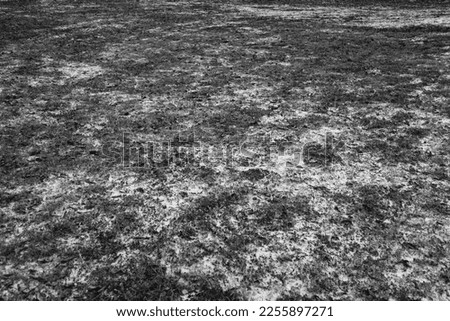 First ice snow ground black and white Royalty-Free Stock Photo #2255897271
