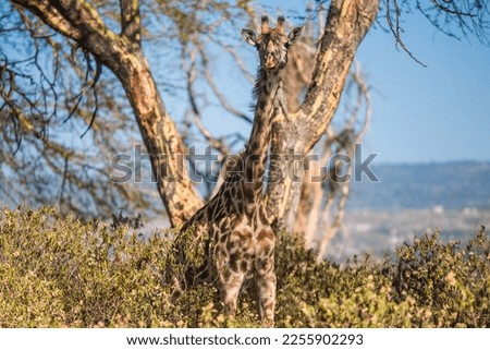 a masai giraffe shading under acacia tree at lake Naivasha Kenya
