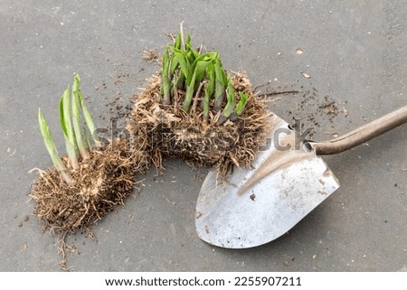 A perennial hosta clump that has been divided by a shovel Royalty-Free Stock Photo #2255907211
