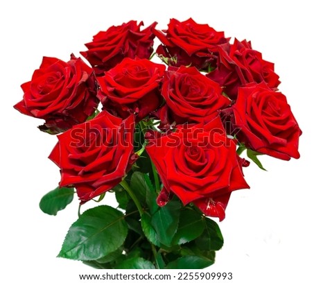 Bouquet of blooming dark red roses isolated on white background