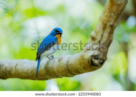 The Tickell's Blue Flycatcher on a branch