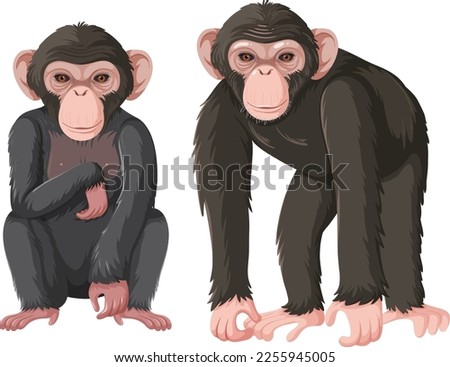 Two chimpanzee isolated on white background illustration