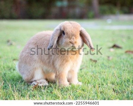 Baby orange holland lop rabbit at garden. Lovely action of young rabbit in field at evening. Royalty-Free Stock Photo #2255946601