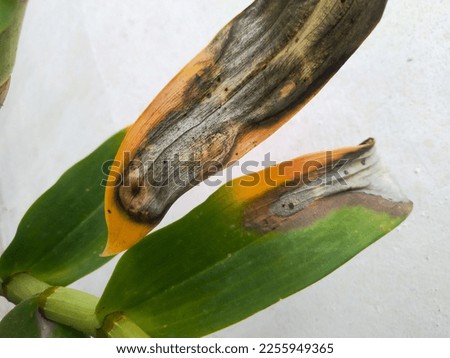Sunburned Orchid leaf due to the plant being moved to area with too much sun exposure, resulting in scorched leaf, yellow and black spots Royalty-Free Stock Photo #2255949365