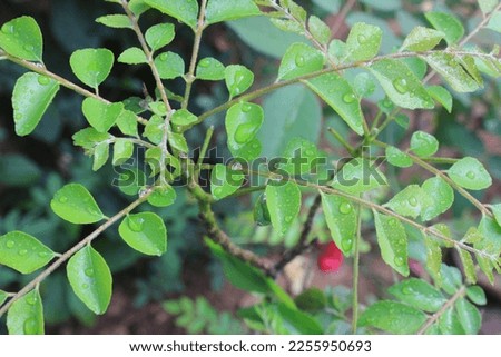 Curry leafs with drop of water from morning picture it's also called curry leaves it's organic leaf
