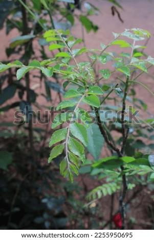Curry leafs with drop of water from morning picture it's also called curry leaves it's organic leaf
